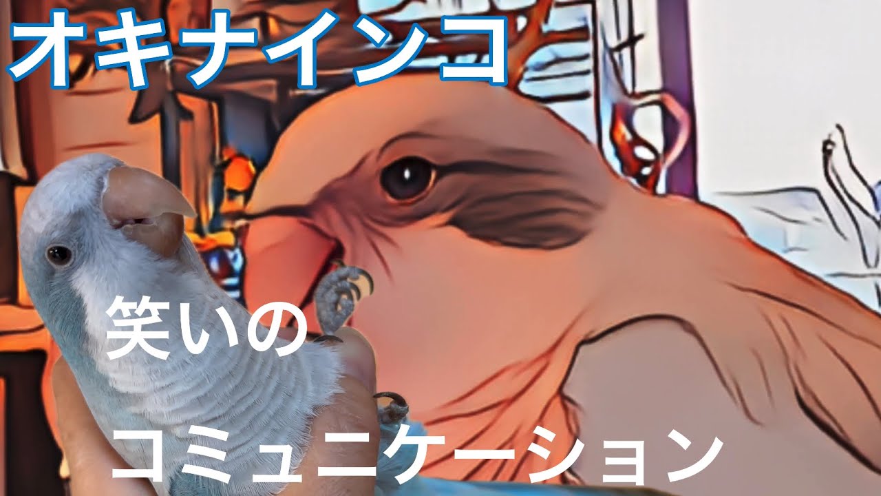 12種類のオキナインコの音から『笑い』をピックアップ/￼quaker parrot laughing /初心者向け/教育￼/Japanese narration💕🦜 ￼