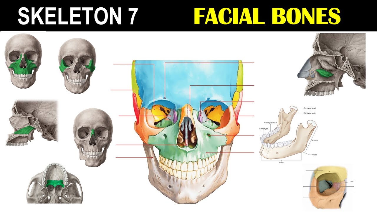 Skeleton 7 | Facial Bones | Nasal Conchae | Eye Sockets | Mandible | Nasal Chambers