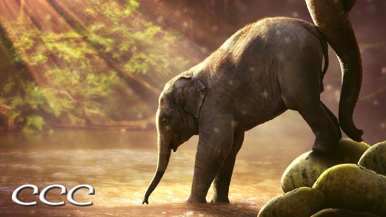 Can Baby Elephants Walk From Birth? (Part One) This Is Too Cute To Believe!