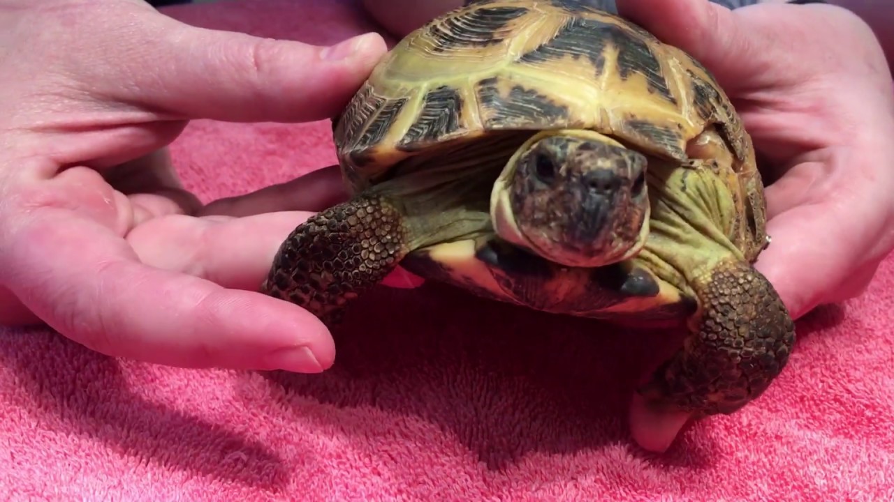 How to give intramuscular (IM) injections to a Turtle or Tortoise