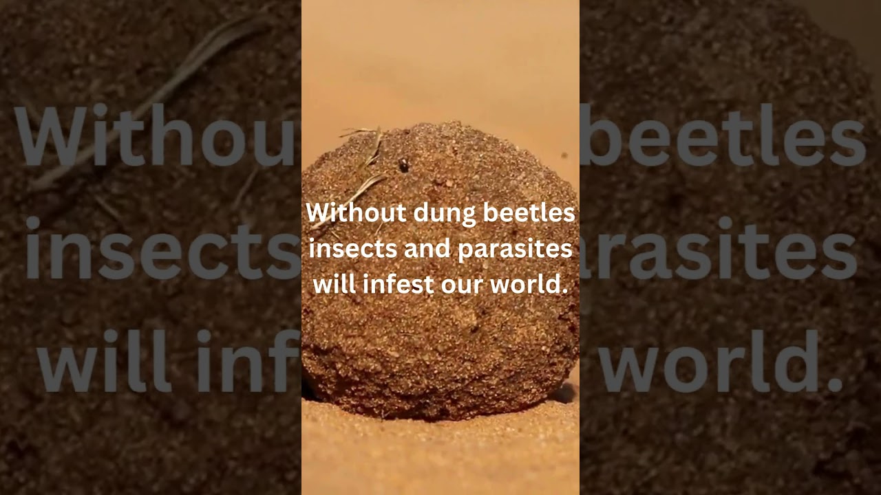 The Hidden Connection Between Animals and Ecosystem Balance #shorts