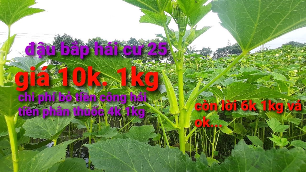 Cách trồng đậu bắp cho lợi nhưng 