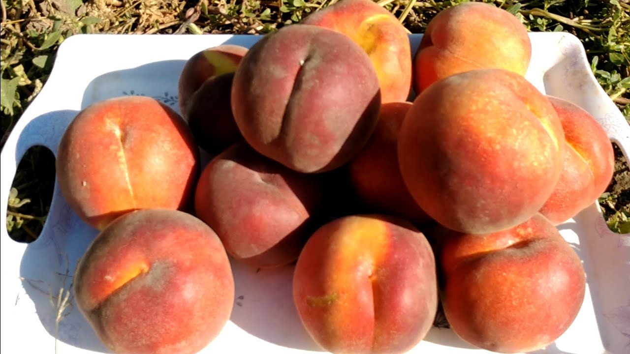 Персик Роял Естет. Peach Royal Estate. Самий смачний осінній сорт в моїй колекції
