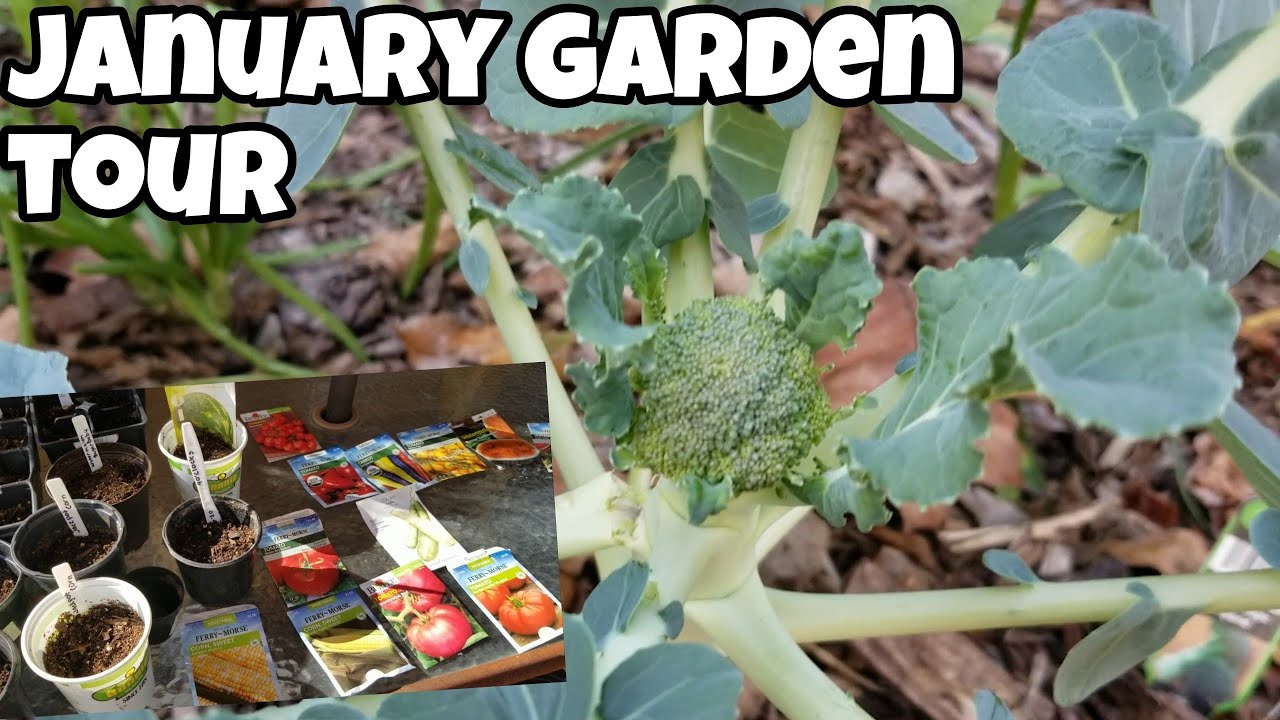 January Garden Tour And Seed Starting!