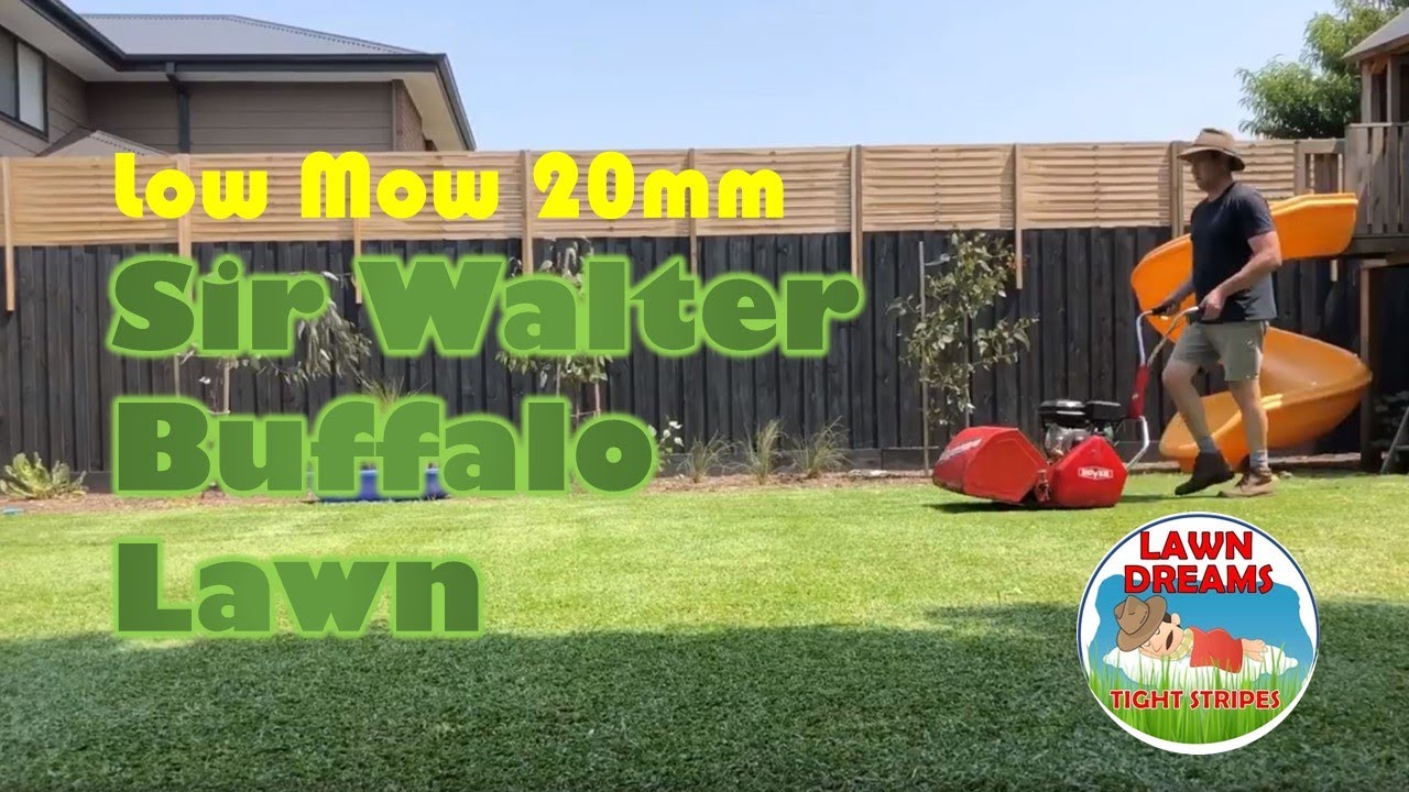 Low reel mow of Buffalo St Augustine grass to 20mm with Rover Scott Bonnar 45 cylinder mower
