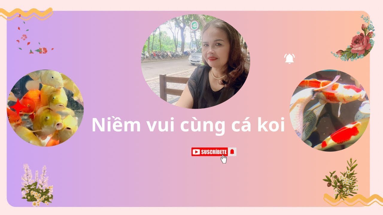 Thư giãn ngắm cá koi 