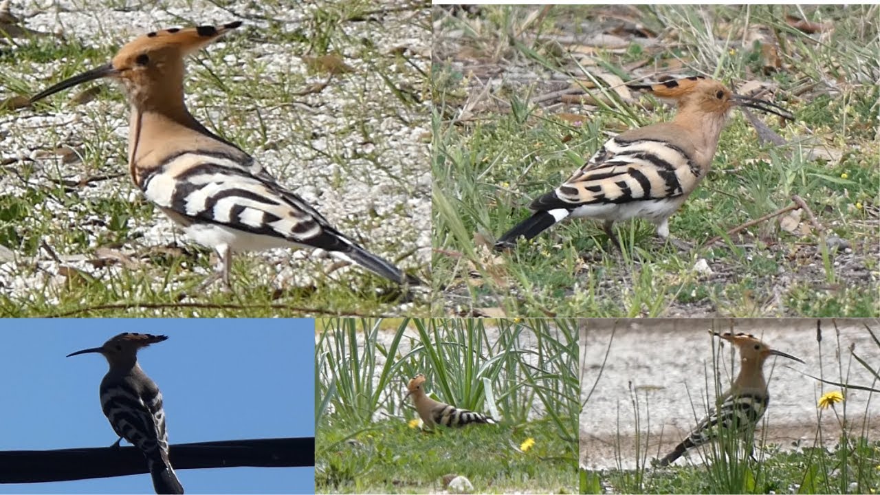 HOOPOE &UPUPA EPOPS