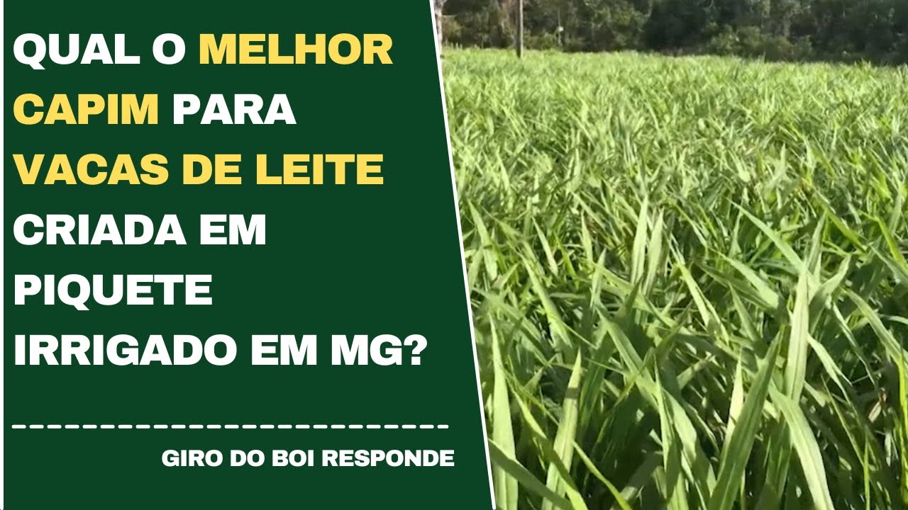 QUAL O MELHOR CAP&Iacute;M PARA VACAS DE LEITE CRIADA EM PIQUETE IRRIGADO EM MG?