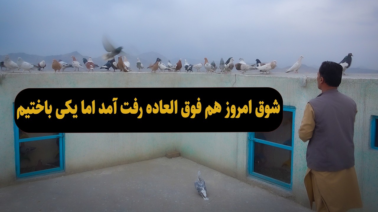 0469 / شوق امروز فوق العاده رفت و آمد اما یکی باختیم / AfghanShawqi