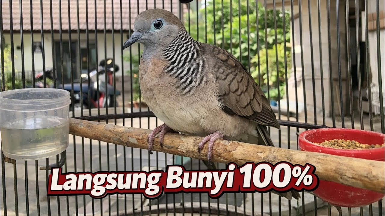 Burung perkutut Terapi Malas Bunyi |Dijamin lansung Bunyi |PAGI-SIANG_MALAM#perkutut 