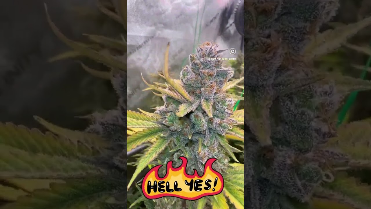 How to grow weed