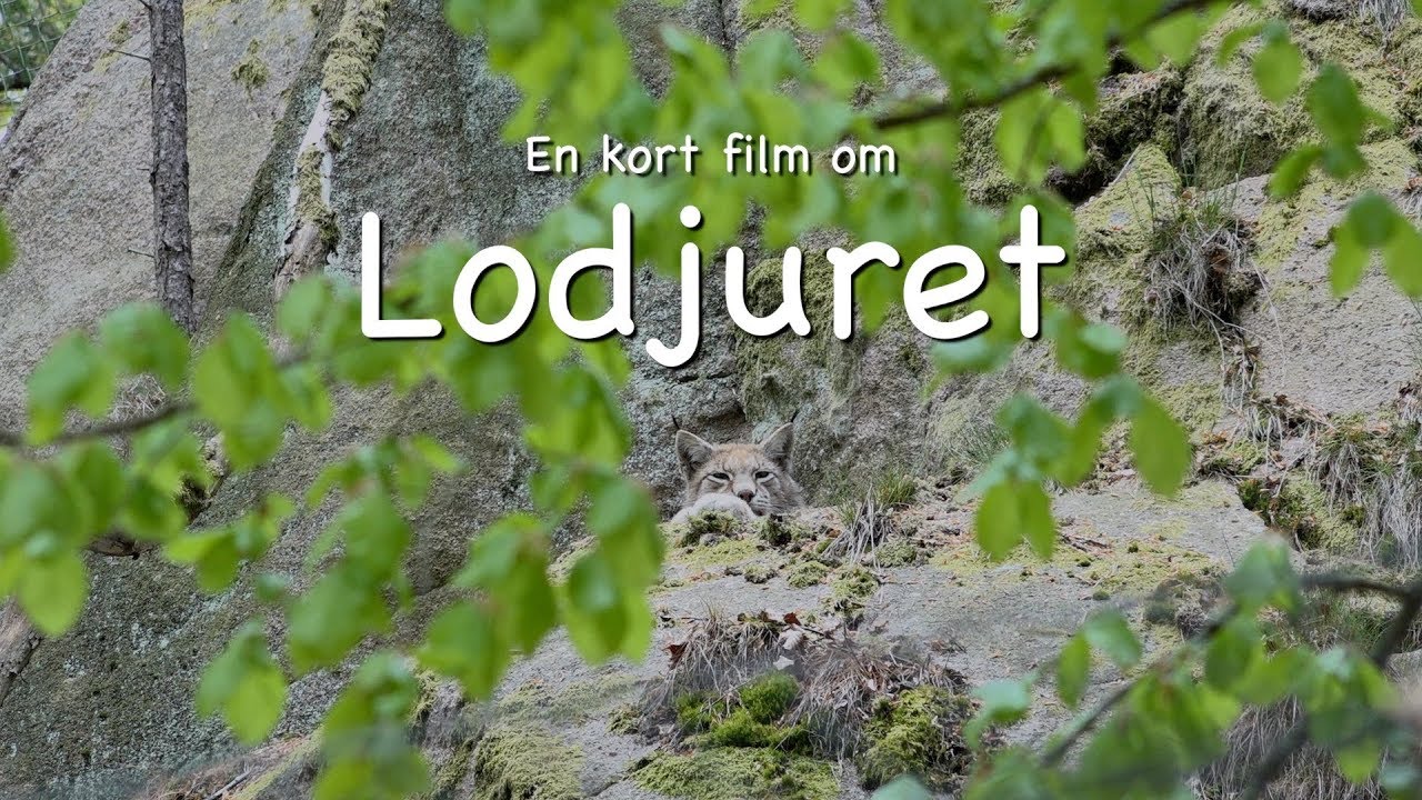 En kort film om Lodjuret