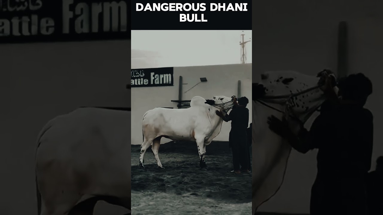 Dangerous Dhani Bull #animals #shorts #viral