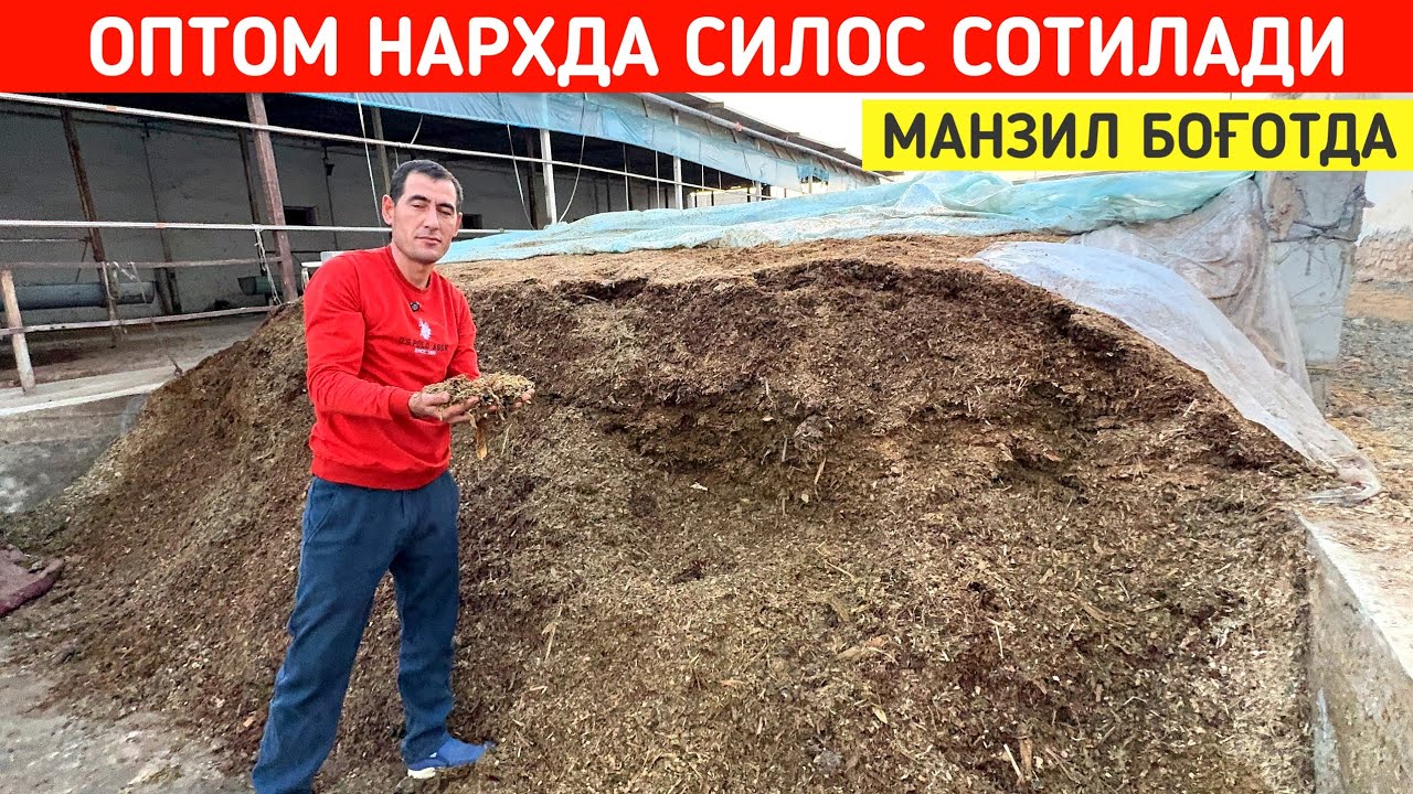 ОПТОМ СИЛОС СОТИЛАДИ МАНЗИЛ БОҒОТДА !!! ХОРАЗМ БОЗОР 