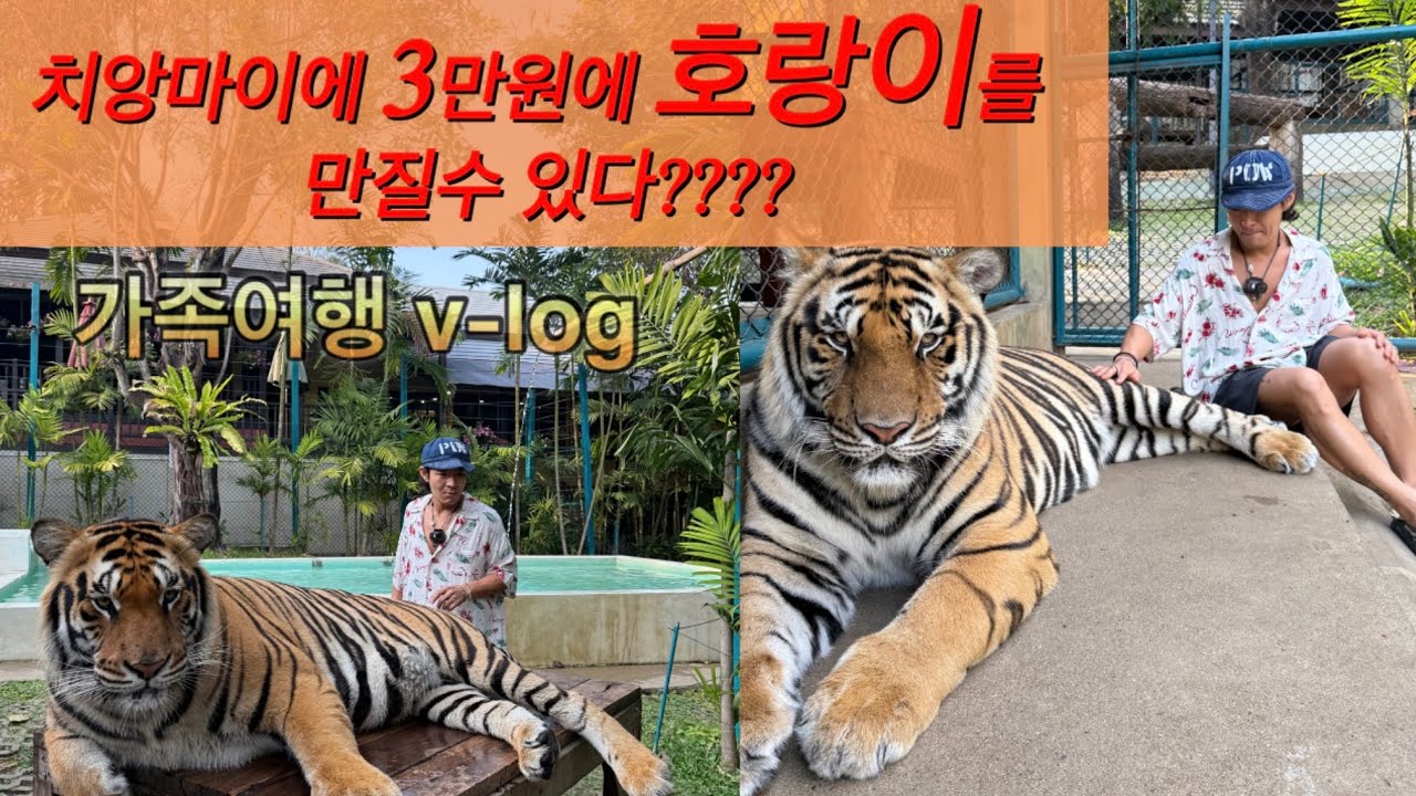 치앙마이v-log / 치앙마이여행 / 타이거킹덤 / 치앙마이동물원 /치앙마이맛집/치앙마이가족여행/
