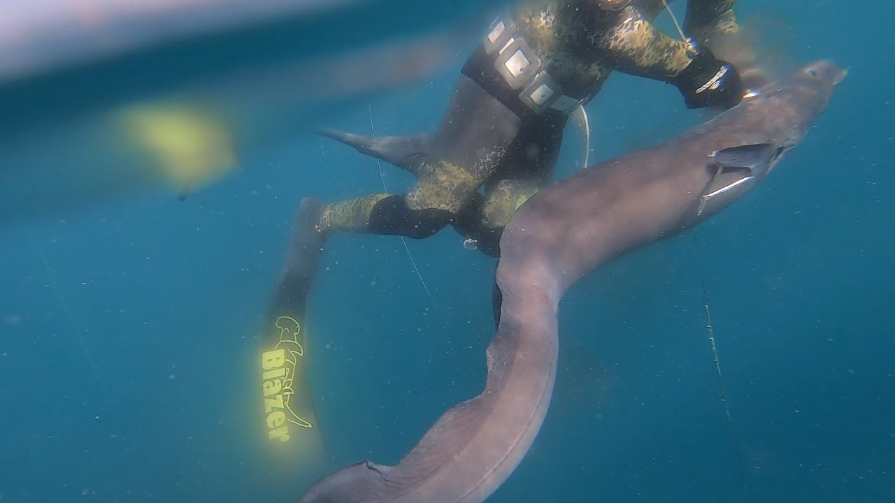 pesca submarina captura de un congrio gigante
