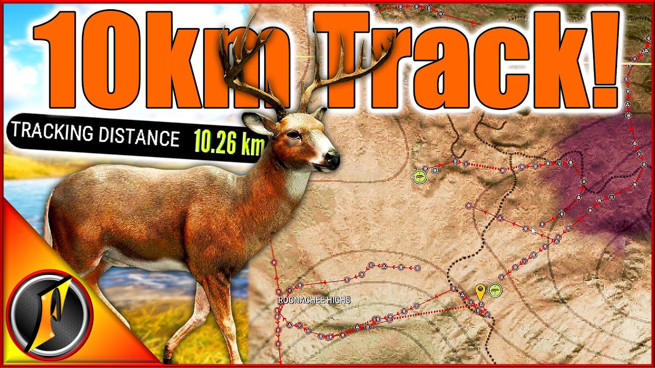 Was it Worth It??? 10+ km TRACKING DISTANCE for a Level 3 Whitetail!