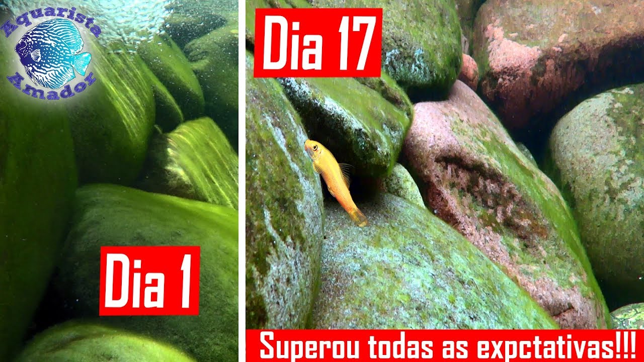 RESULTADO INCRÍVEL dos ALGAE EATER limpando pedras verdes no lago ornamental