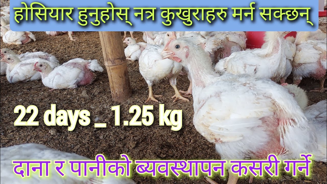 गर्मि मौसममा दाना र पानीको ब्यवस्थापन // किन मर्दछन् कुखुराहरु// Boiler management at summer season