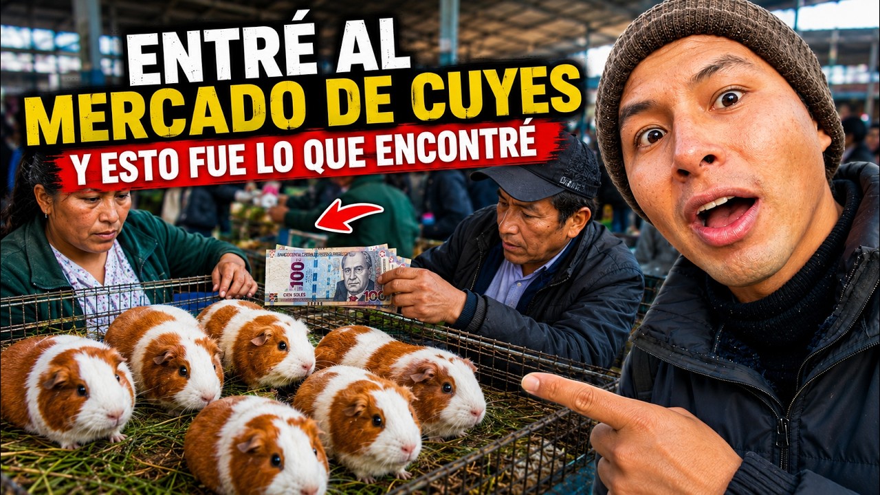 💲CÓMO ES UN MERCADO DE COMPRA Y VENTA DE CUYES EN PERÚ / NEGOCIO MUY RENTABLE