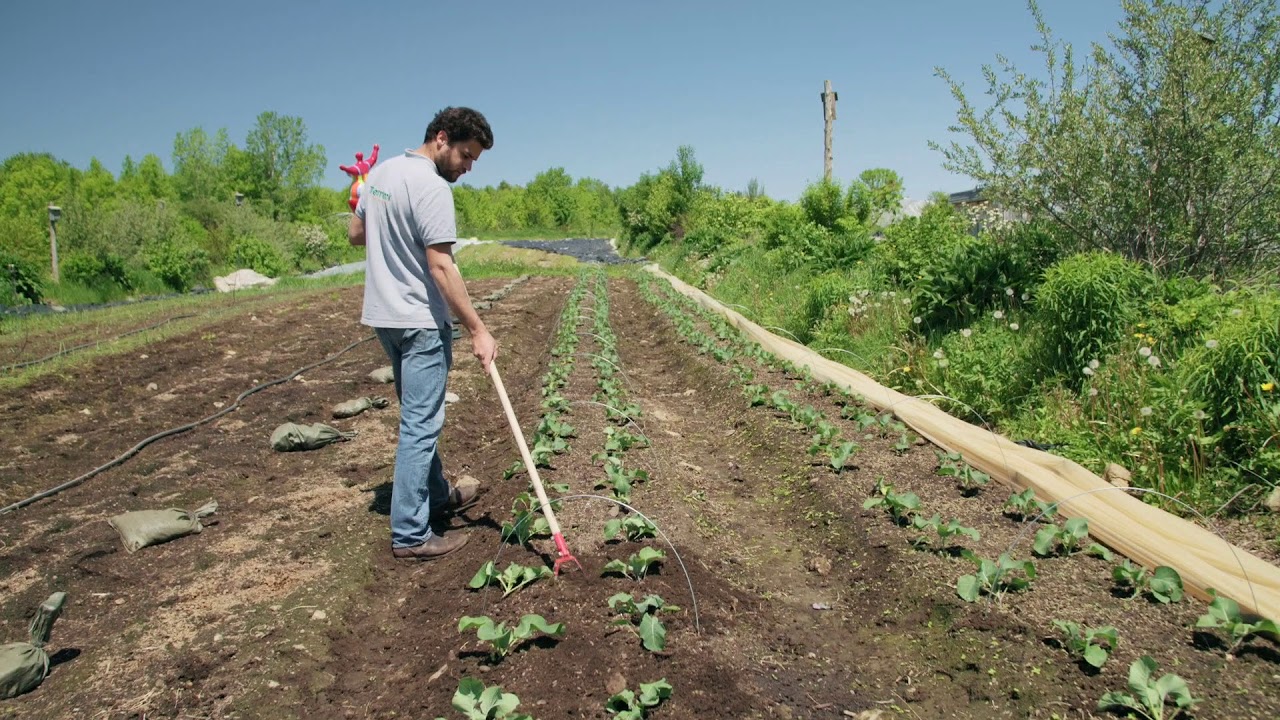 Terrateck Weeders With Handles | Dubois Agrinovation