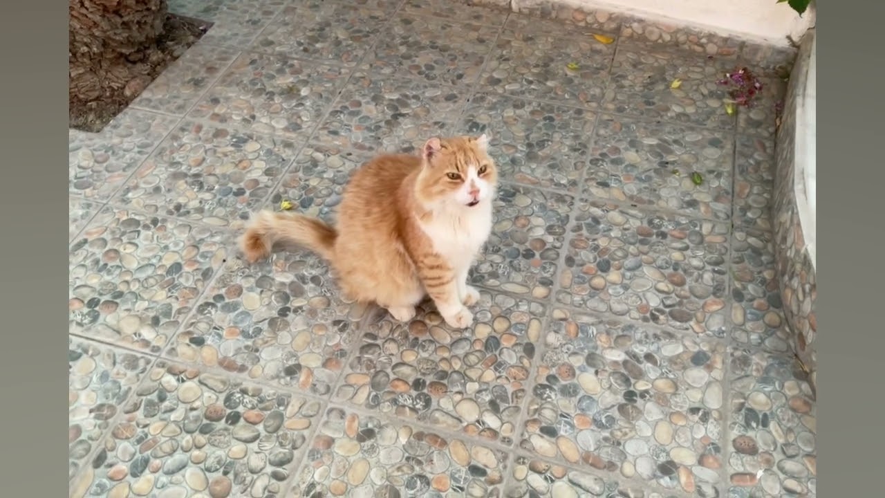 Tilos Livadia September 2025