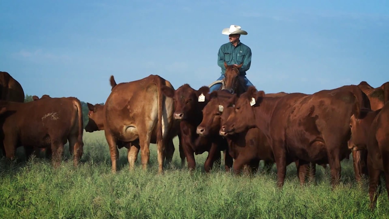 Food Today | Animal Welfare