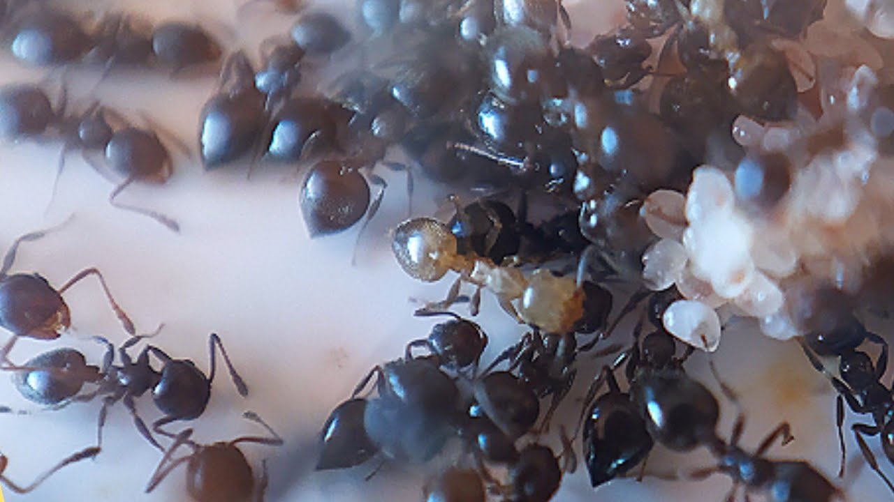 Alimentamos a las HORMIGAS acróbatas | CREMATOGASTER AUBERTI | Vemos dos REINAS nuevas