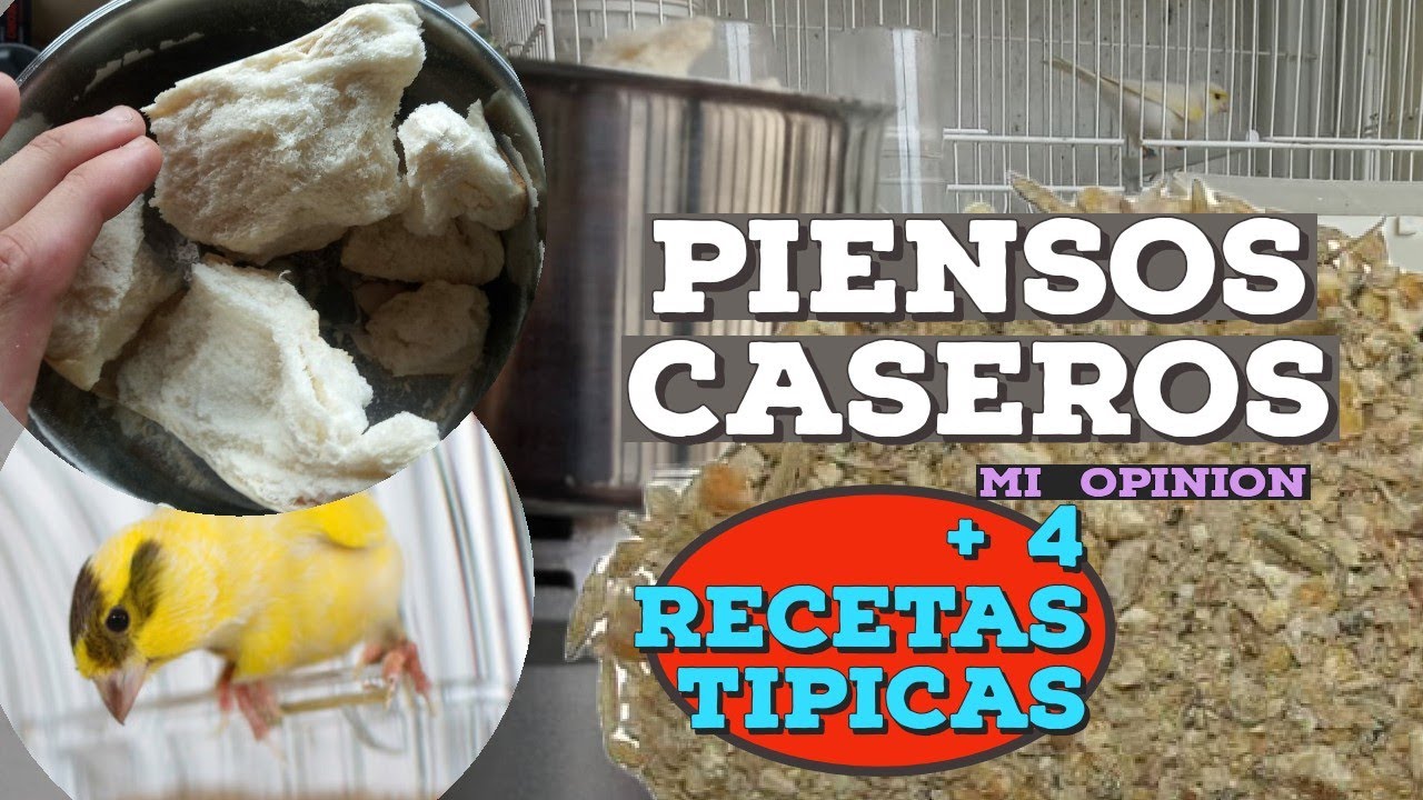 MI OPINIÓN DE LOS PIENSOS CASEROS PARA CANARIOS. + Las 4 recetas más tipicas