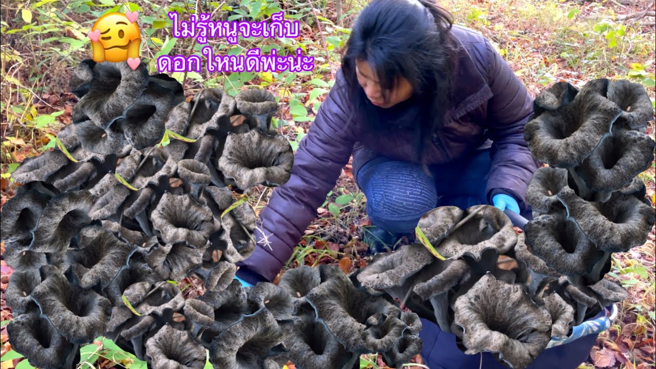 เก็บเห็ดแตรดำกับน้องจิน มีแต่ชอใหญ่ๆ ดอกสูงจนล้ม #wildmushrooms #blacktrumpetmushrooms