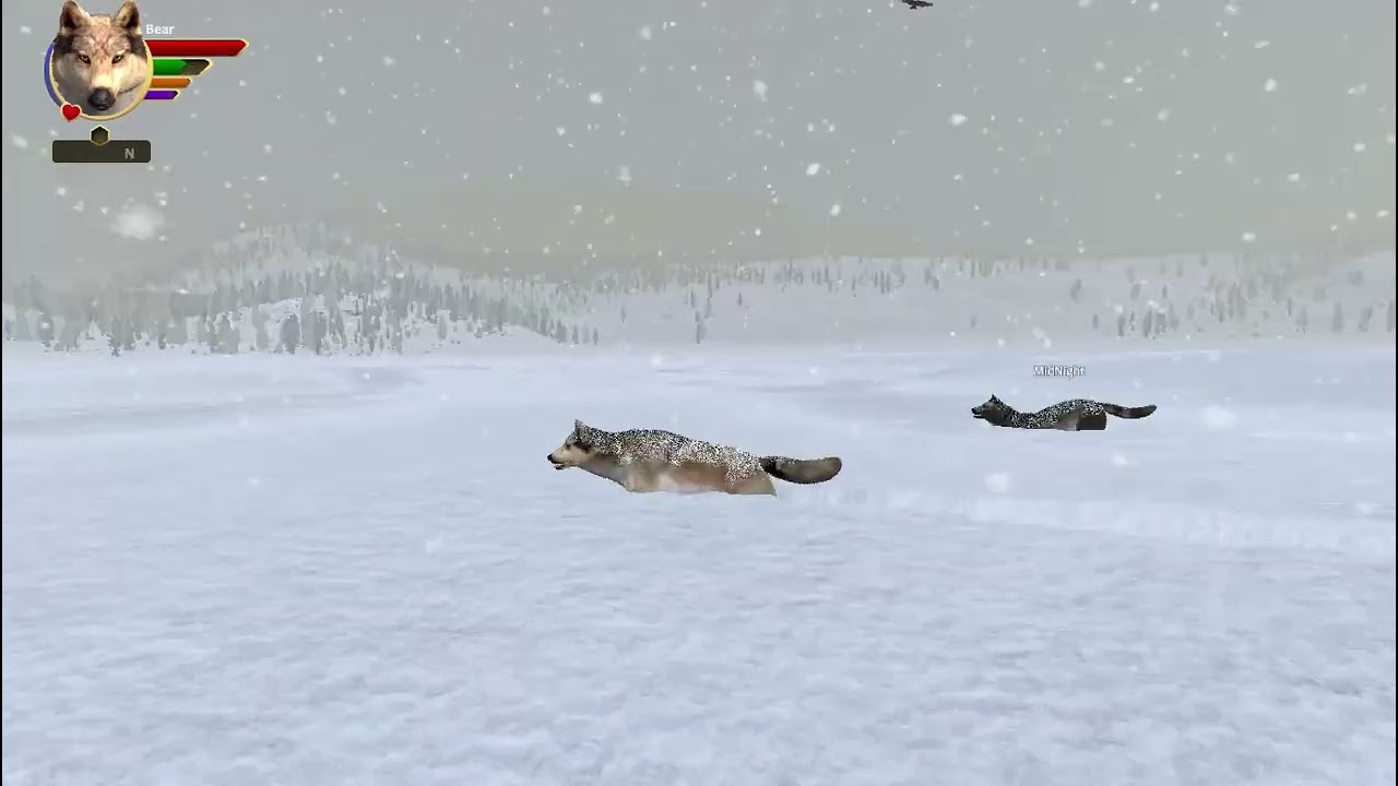 Bear Get's A Mate