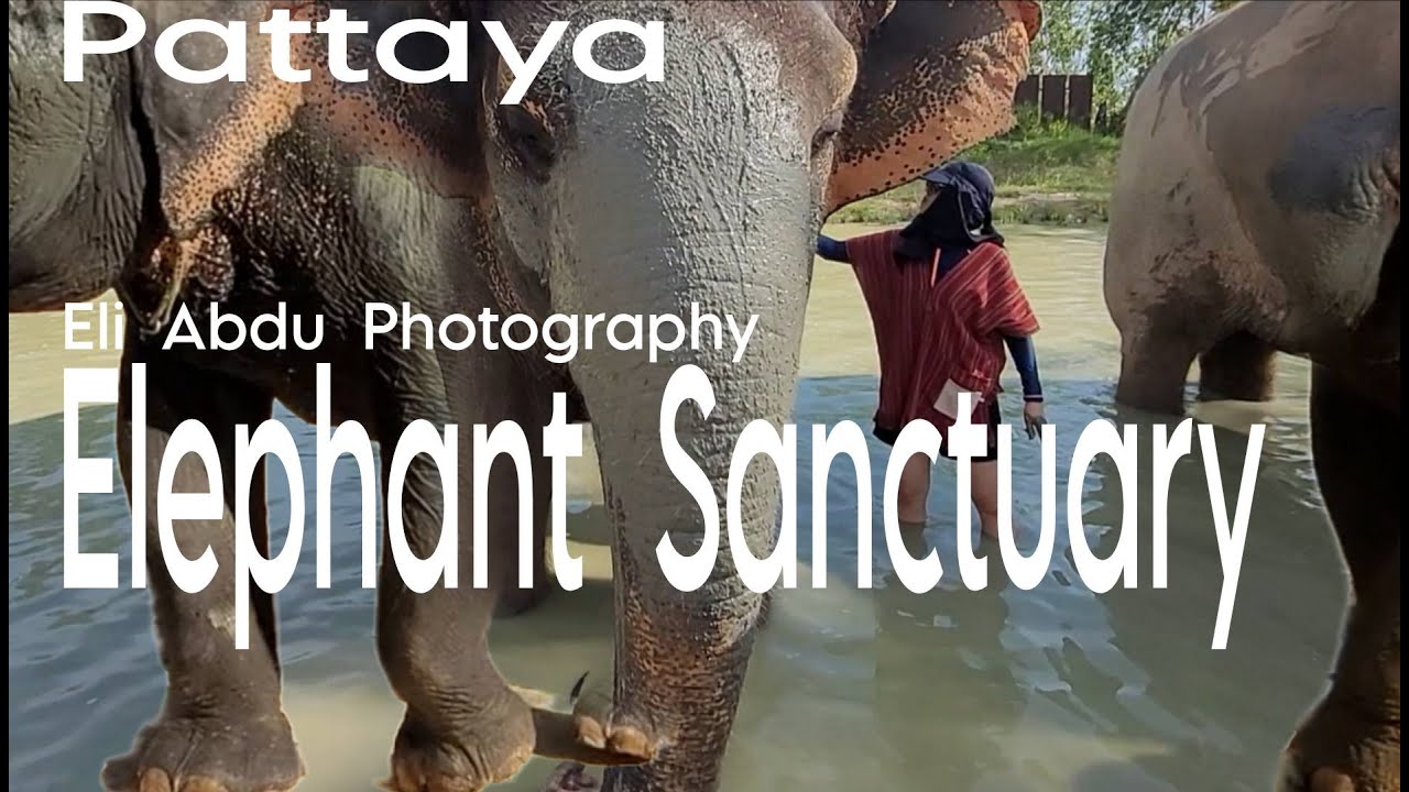 Video no 8: ♥♥ Elephant Jungle Sanctuary ♥♥🐘🐘🐘🐘🐘Pattaya THAILAND 2025 חוות הפילים פטאיה