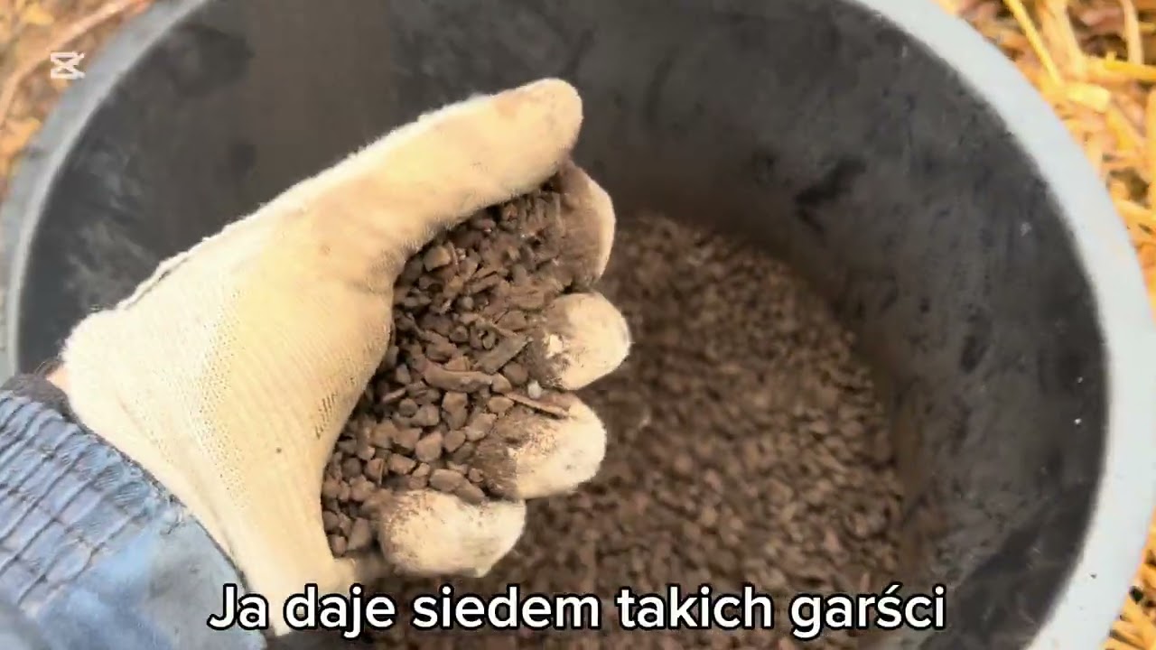 Nawożenie Borówki Obornikiem Granulowanym i CarboMatem cz. 2, Ekologiczne Nawożenie, #BorowkaPolska