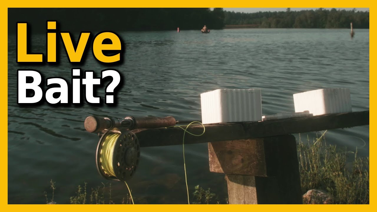 Fly Fishing With Live Bait?