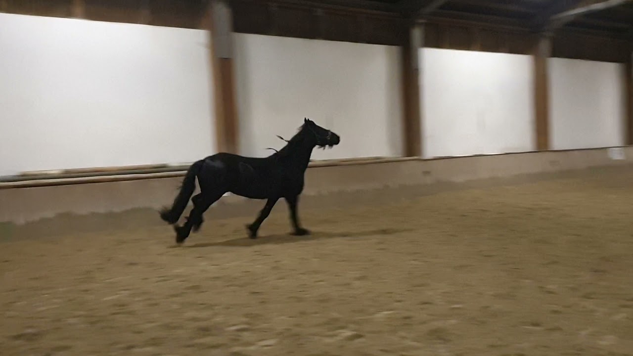 Auspowern in der Halle, Pferd quietscht vor Freude und Übermut