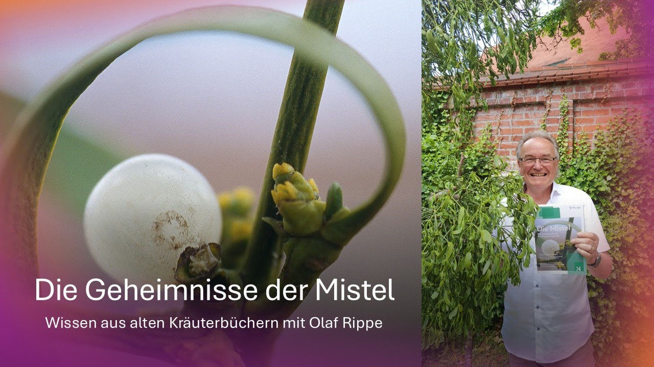 Die Geheimnisse der Mistel  - Wissen aus alten Kräuterbüchern - mit Olaf Rippe