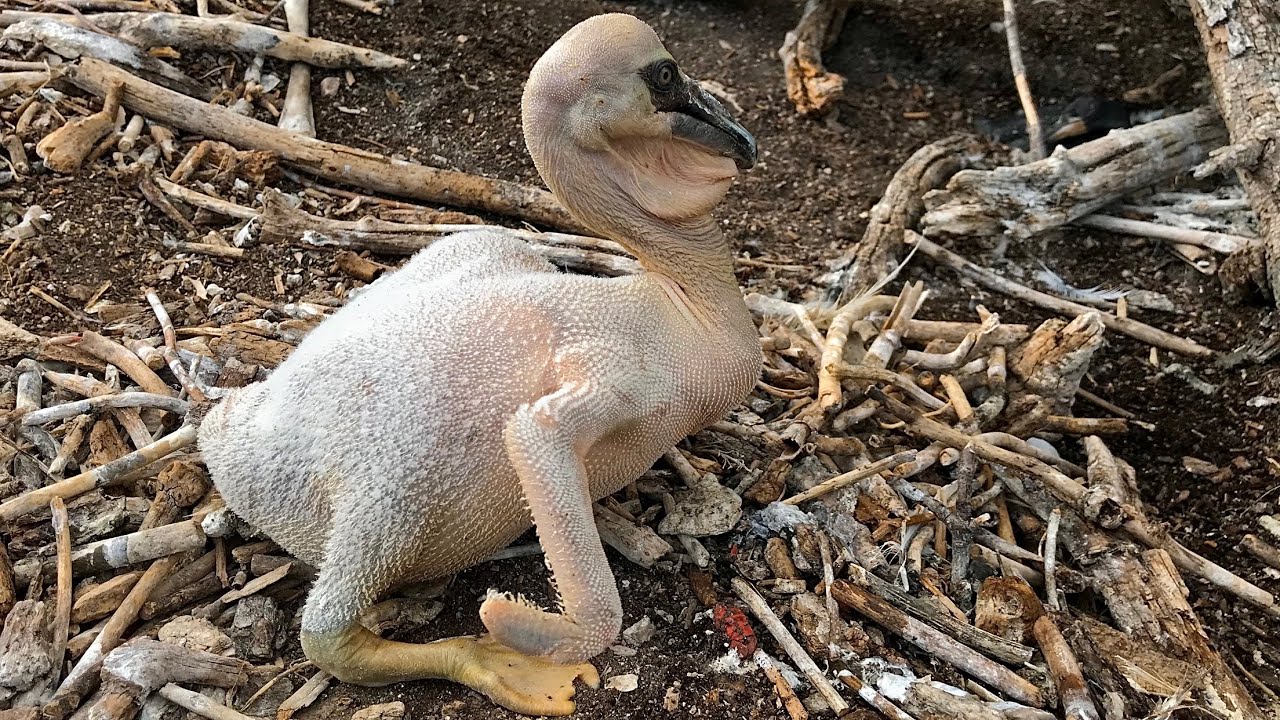 Untouched Pelican Breeding Colony In The Remote Canadian Wilderness
