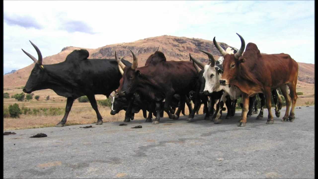 Ombi-tsaretin-dRaleva :Soley