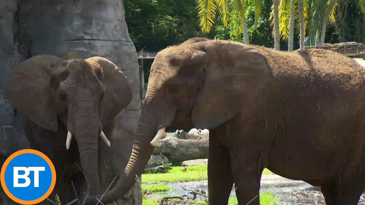 An intimate look inside Walt Disney World's incredible African elephant herd