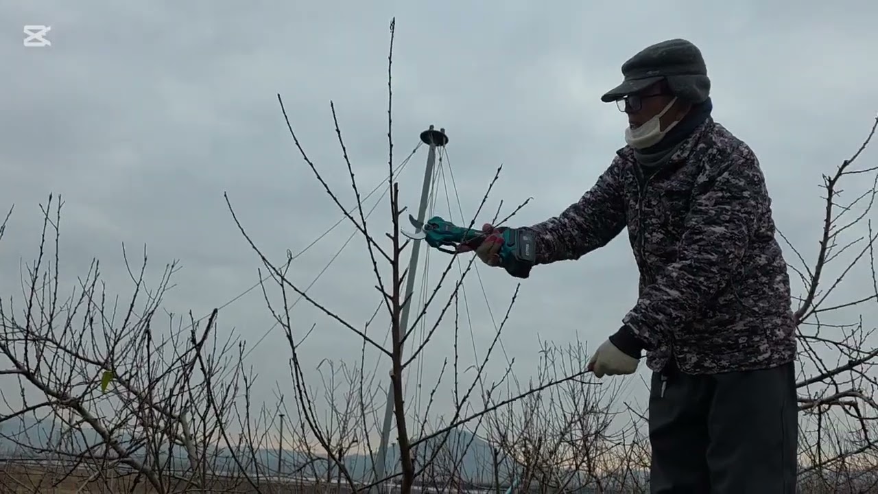 고수분이 알려주는 신비복숭아 전지방법.경매가 잘받는방법.엑시툴 전동가위.농사도정보다 얘기하시면 2만원 할인.구매문의:1660-4964