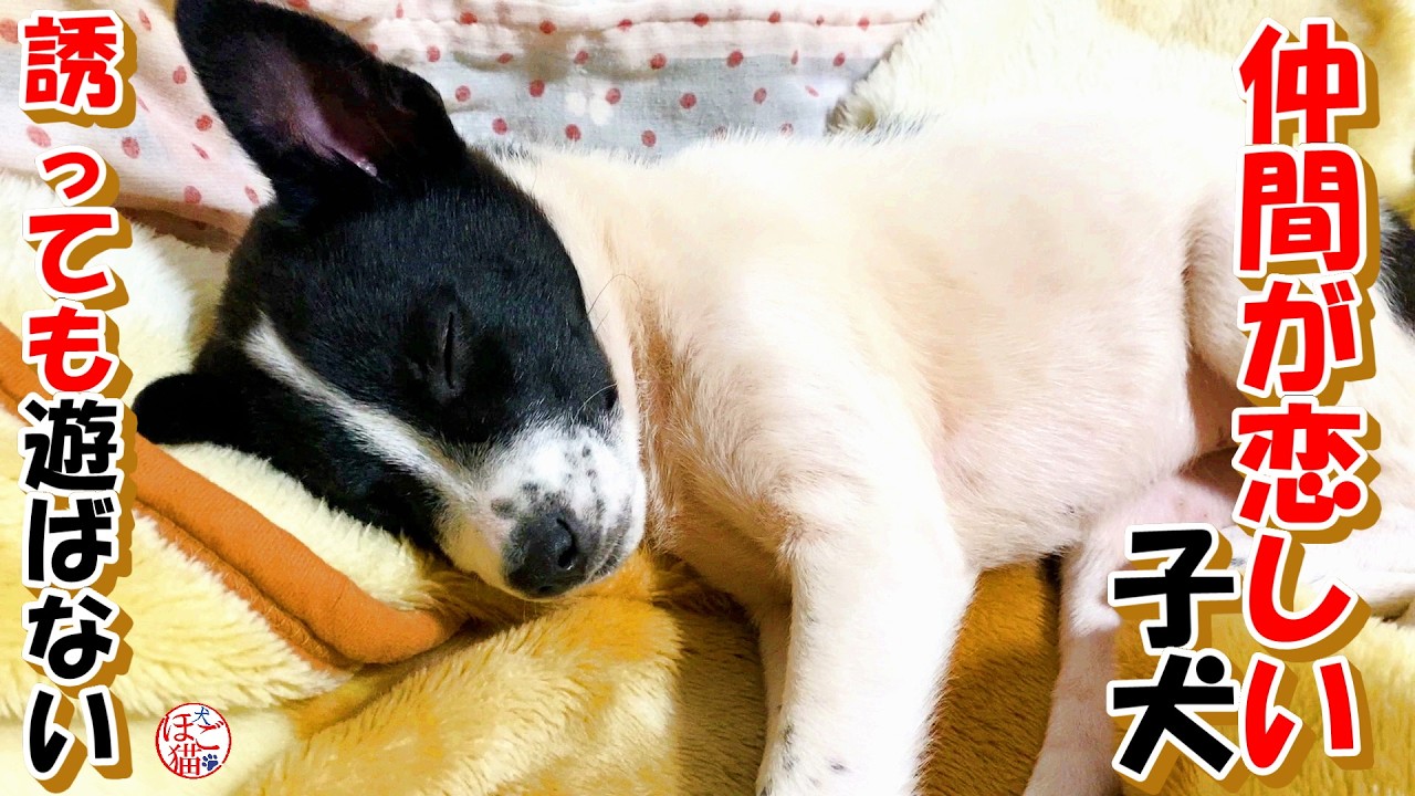 【野犬　保護犬　保護猫】仲間が恋しい子犬＆元繁殖猫達