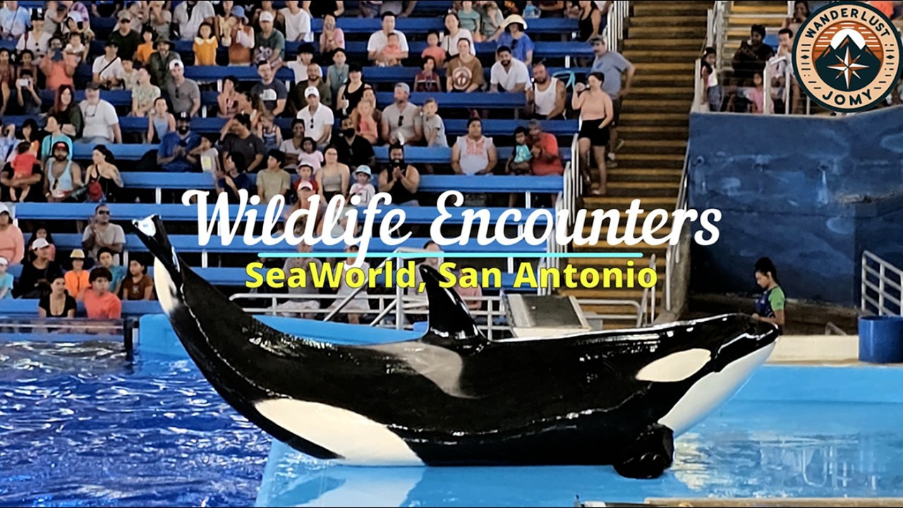 Animal Encounters in SeaWorld San Antonio | Marine Mammal Magic | Wildlife Encounter | Seaworld | 4K