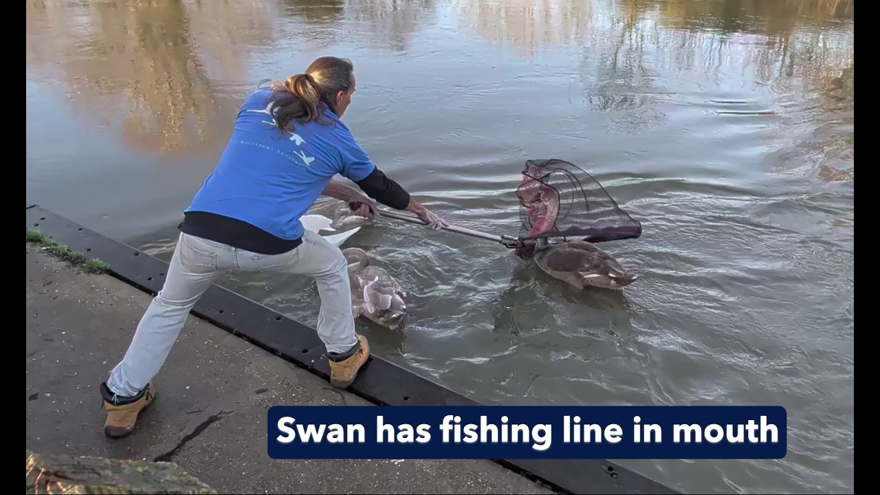 A cygnet with a goatie