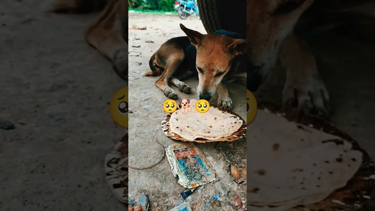 street dogs food 🐕🥺 #shortsindia #shots #youtubeshorts #streetdog #animals #dogs #doglover #help