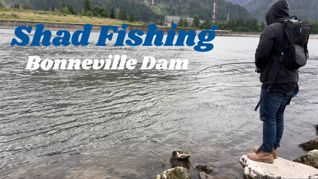 2023 Shad Fishing Bonneville Dam Non-stop Action!