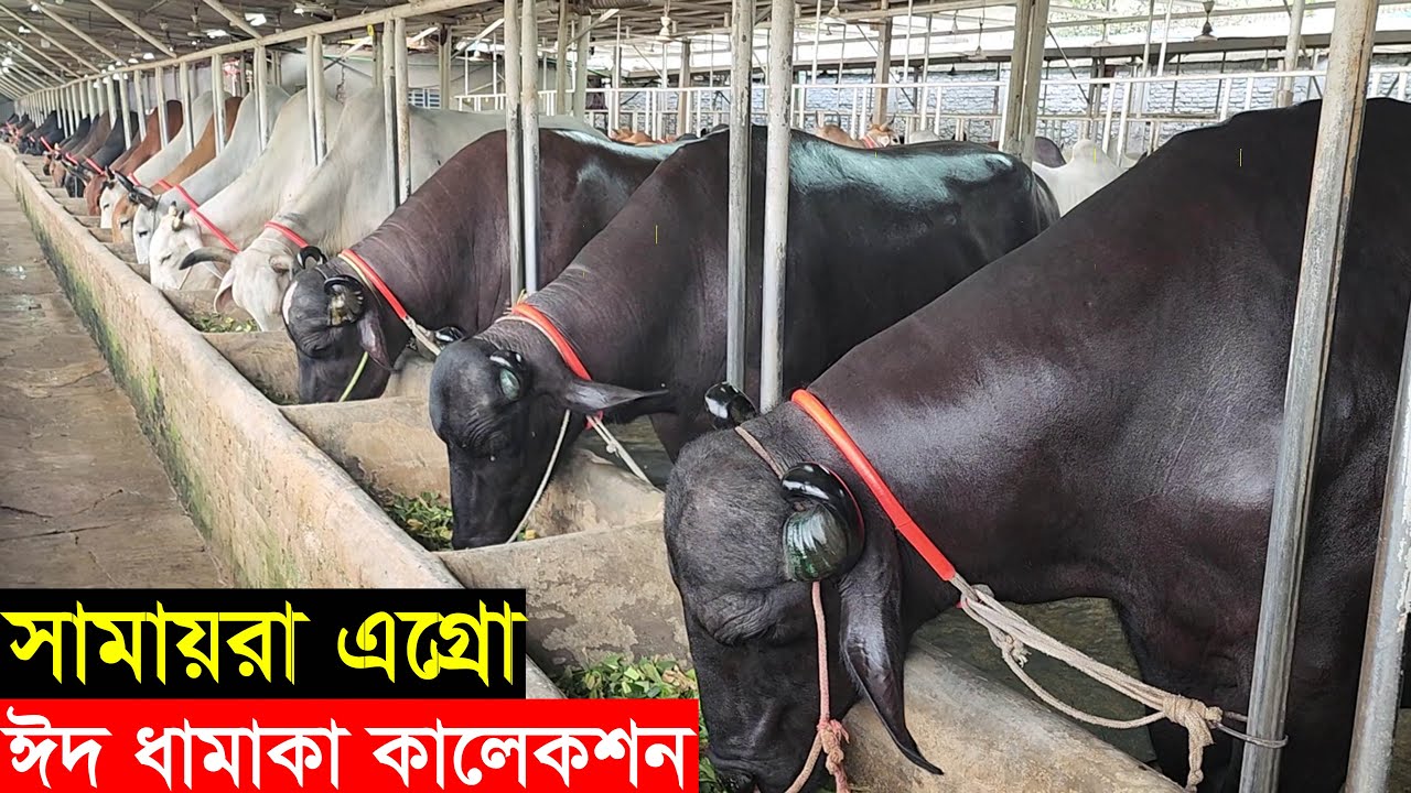 ঈদ ধামাকা গরুর কালেকশন ২০২৩। সবচেয়ে কমদামে বড় গরু বিক্রি করছে সামায়রা এগ্রো Samaira agro