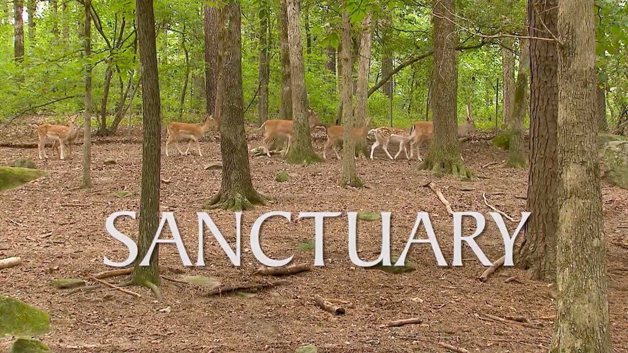 Sanctuary | Georgia Outdoors