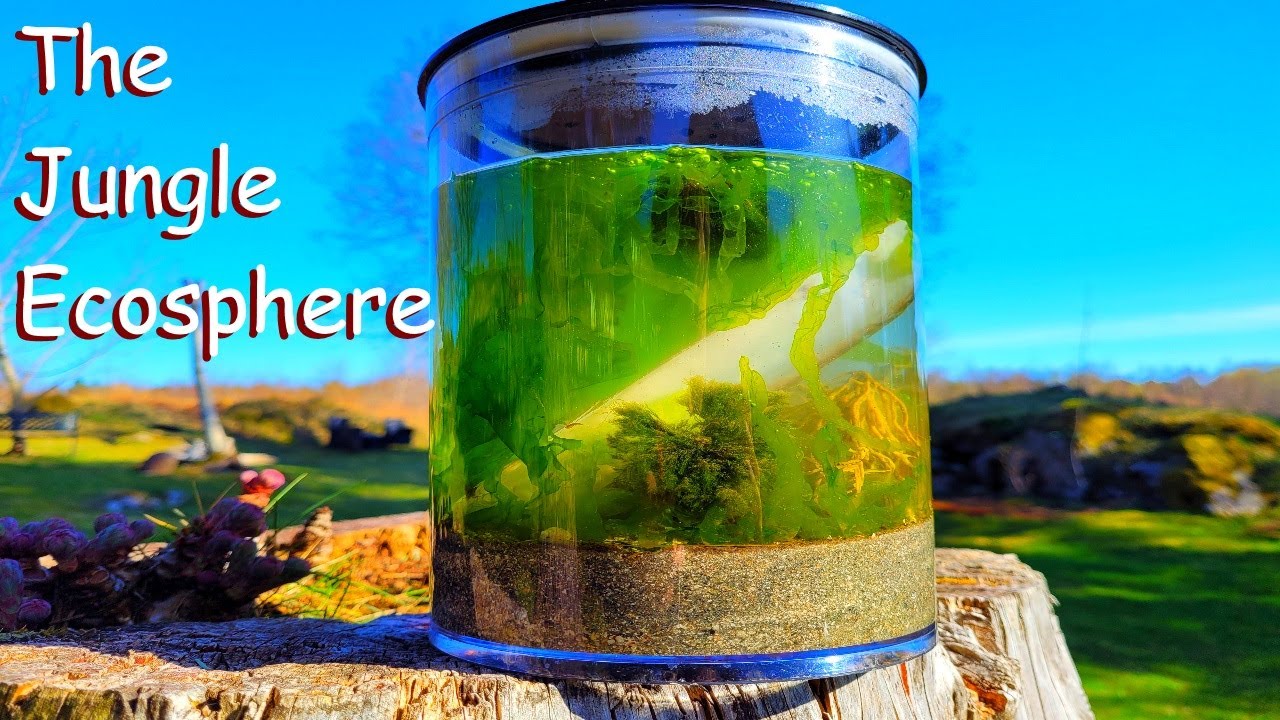 Making A Saltwater Ecosphere With Big Inhabitants