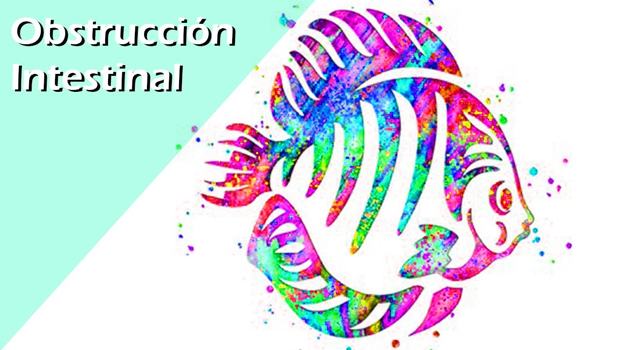 174🥴🎈.-Obstrucción INTESTINAL en PECES , Cómo CURARLA de forma SEGURA y rápida