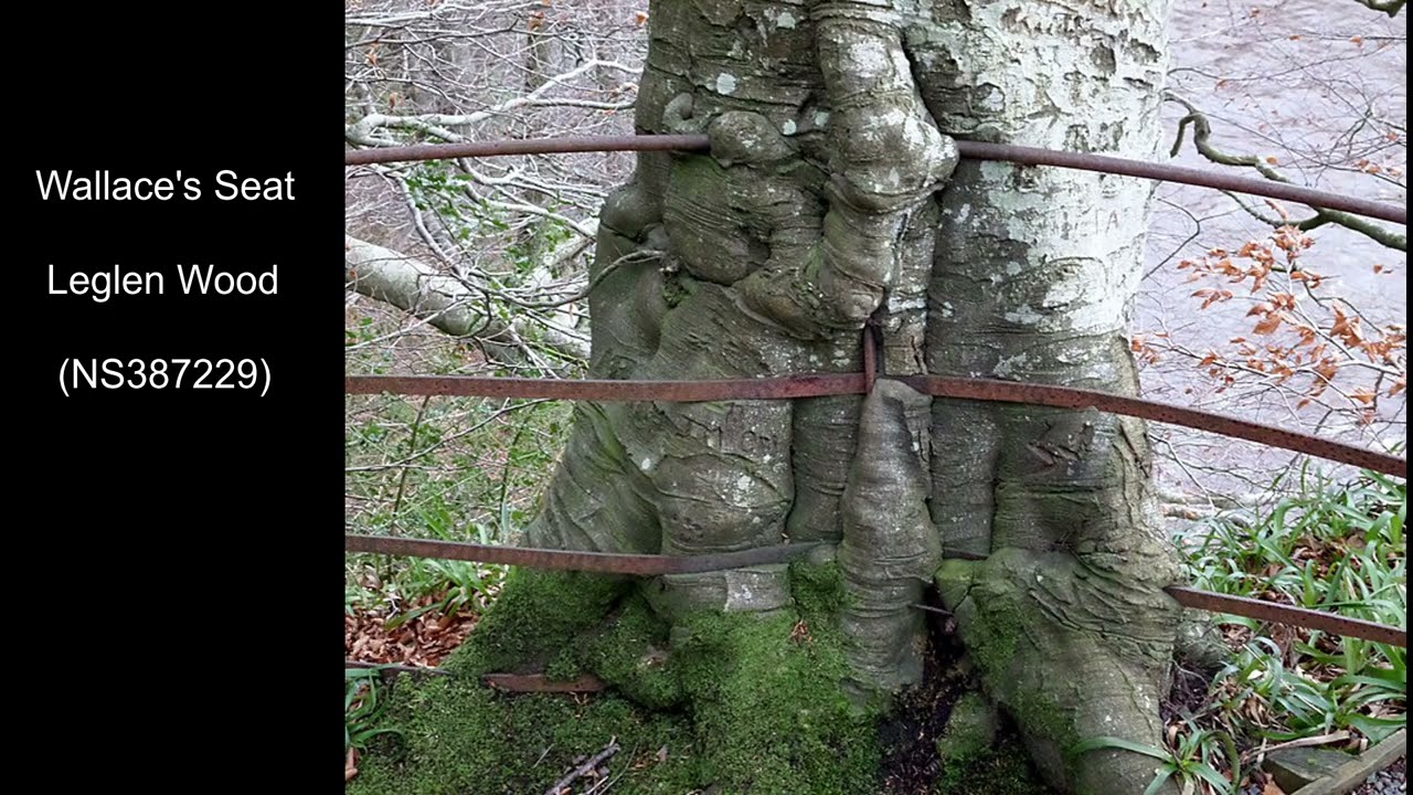 Historic and Unique Trees in Lowland Scotland
